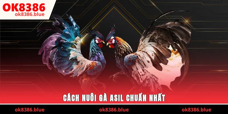 Cách nuôi gà asil chuẩn nhất